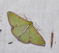 Eucyclodes buprestaria