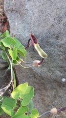 Aristolochia glossa