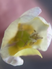 Hesperomecon linearis