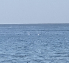 Eschrichtius robustus