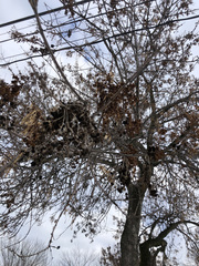 Fraxinus pennsylvanica