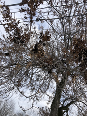 Fraxinus pennsylvanica