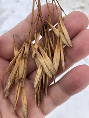 Fraxinus pennsylvanica