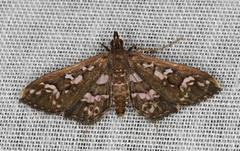 Ischnurges illustralis
