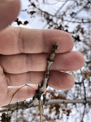 Fraxinus pennsylvanica