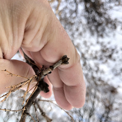 Fraxinus pennsylvanica
