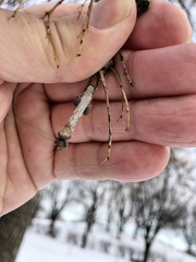 Fraxinus pennsylvanica