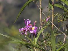 Sobralia dichotoma