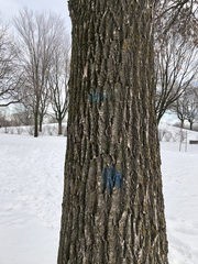Fraxinus pennsylvanica