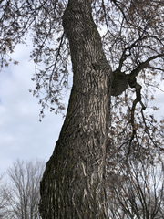 Fraxinus pennsylvanica