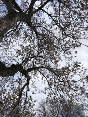 Fraxinus pennsylvanica