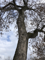 Fraxinus pennsylvanica
