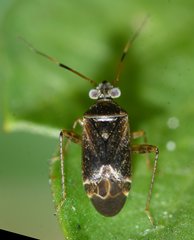 Polymerus testaceipes