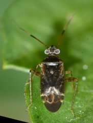 Polymerus testaceipes