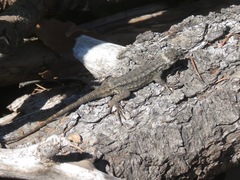 Sceloporus occidentalis