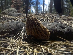 Morchella tomentosa