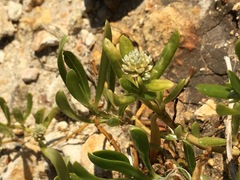 Blutaparon vermiculare