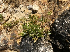 Blutaparon vermiculare