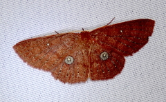 Anisodes vineotincta