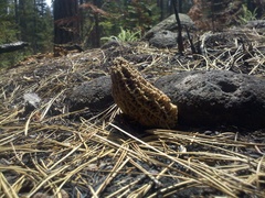 Morchella tomentosa