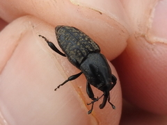 Sphenophorus cariosus