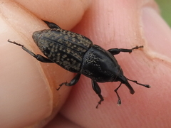 Sphenophorus cariosus
