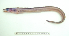Ariosoma