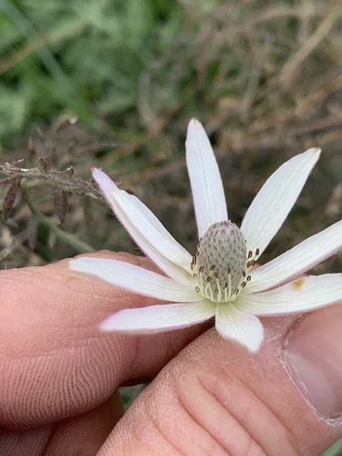 Tuber anemone (Anemone tuberosa)
