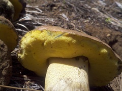 Butyriboletus abieticola