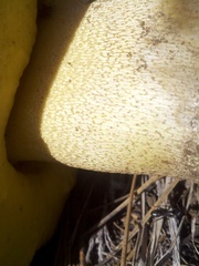 Butyriboletus abieticola