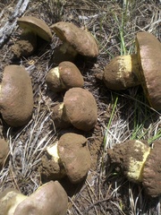 Butyriboletus abieticola