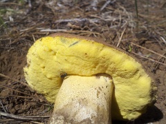 Butyriboletus abieticola