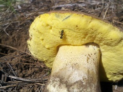 Butyriboletus abieticola