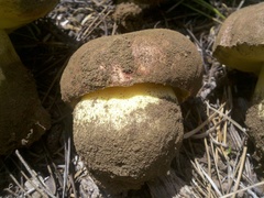 Butyriboletus abieticola