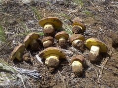 Butyriboletus abieticola