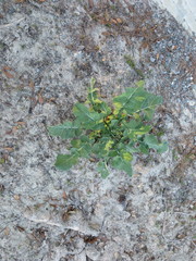 Brassica oleracea italica