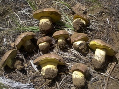Butyriboletus abieticola