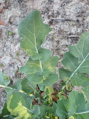 Brassica oleracea italica