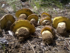 Butyriboletus abieticola