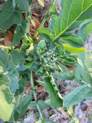 Brassica oleracea italica