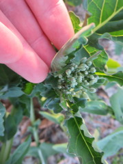 Brassica oleracea italica