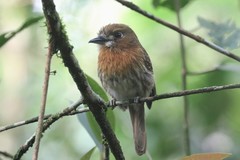 Malacoptila mystacalis