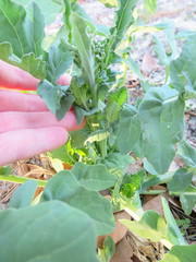 Brassica oleracea italica