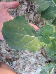 Brassica oleracea italica