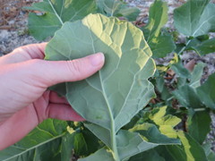 Brassica oleracea italica