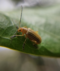 Metaxyonycha granulata