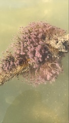 Ectopleura crocea