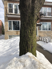 Acer saccharinum
