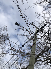 Acer saccharinum