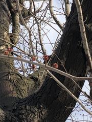Acer saccharinum